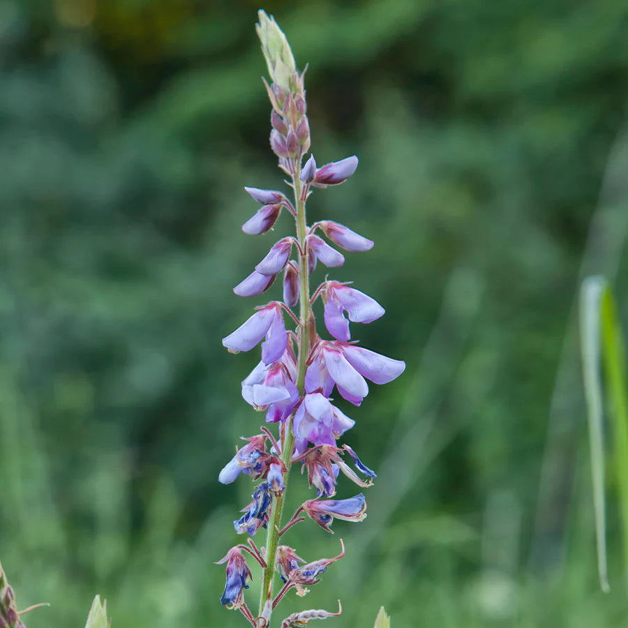 Host Plant Native Seed Collection 2