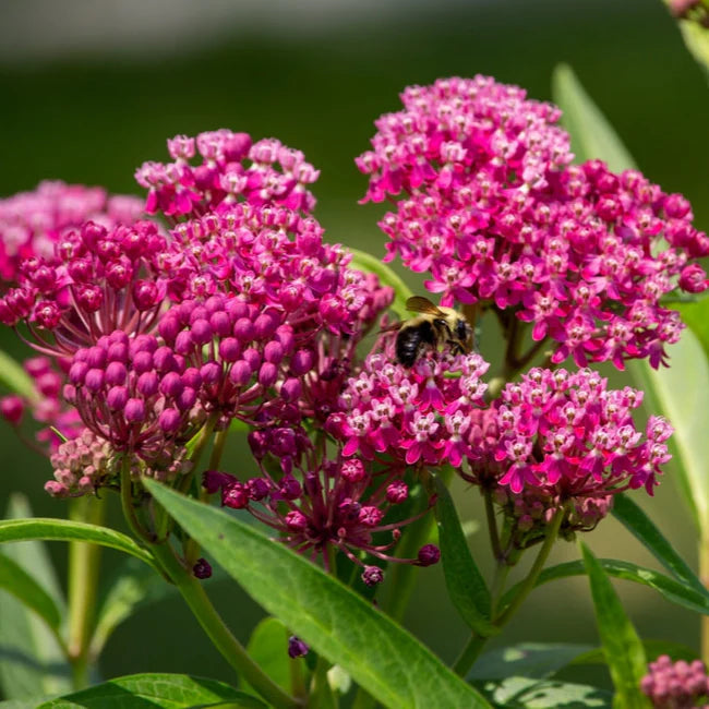 Rain Garden Native Seed Collection 2