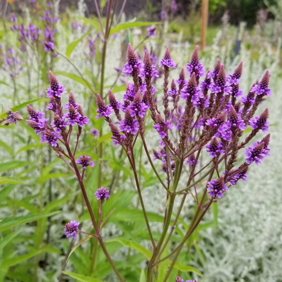 Host Plant Native Seed Collection 1