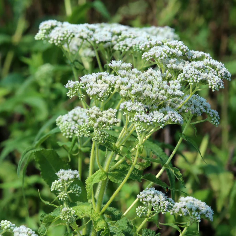 Rain Garden Native Seed Collection 1