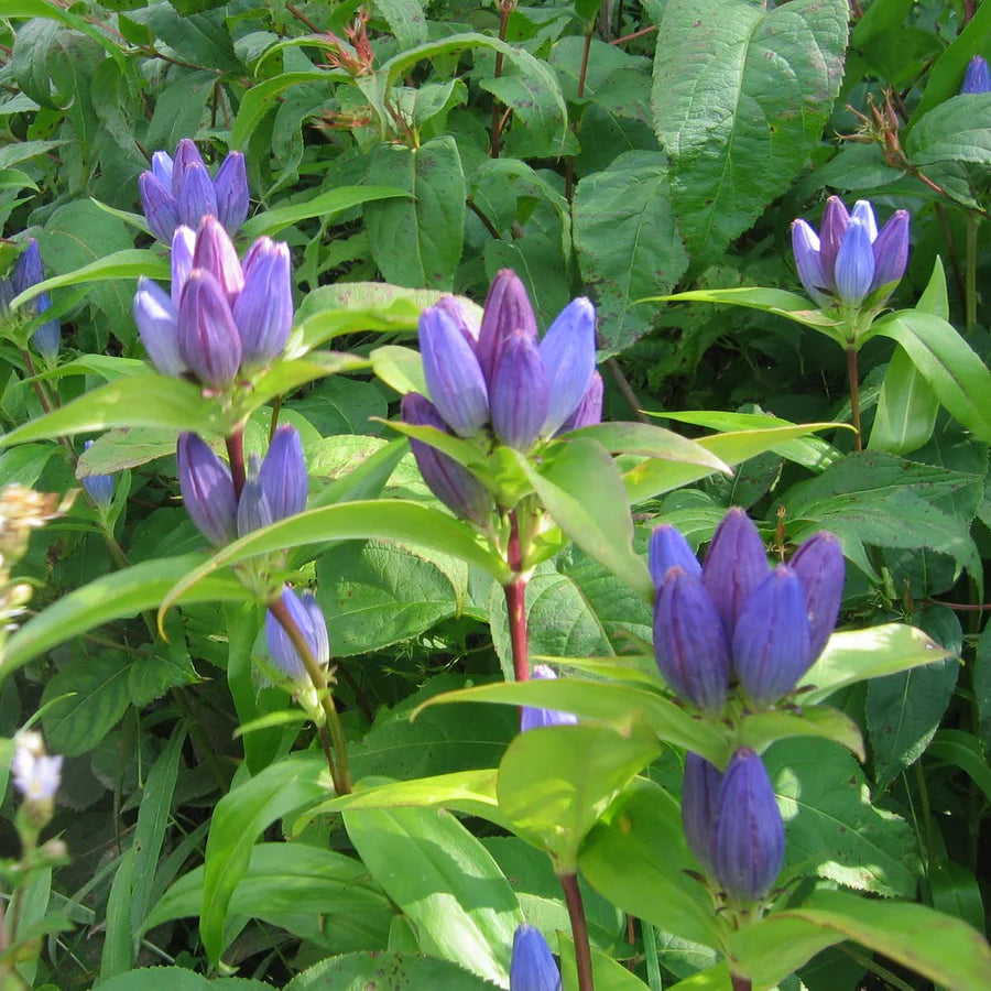 Rain Garden Native Seed Collection 2