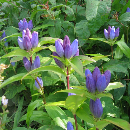 Rain Garden Native Seed Collection 2