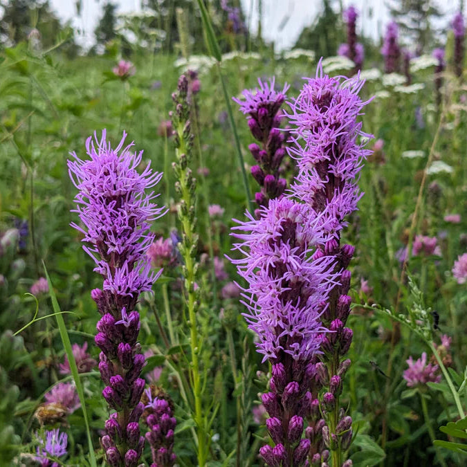 Hummingbird Haven Native Seed Collection 2
