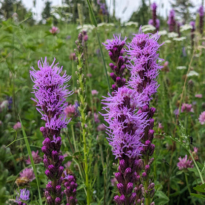 Hummingbird Haven Native Seed Collection 2
