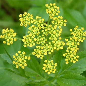 Host Plant Native Seed Collection 2