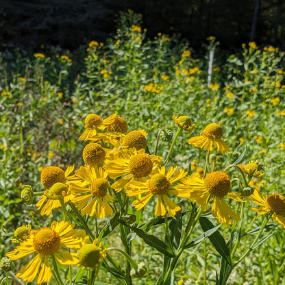 Pollinator Paradise Native Seed Collection 1