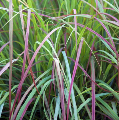 Host Plant Native Seed Collection 1