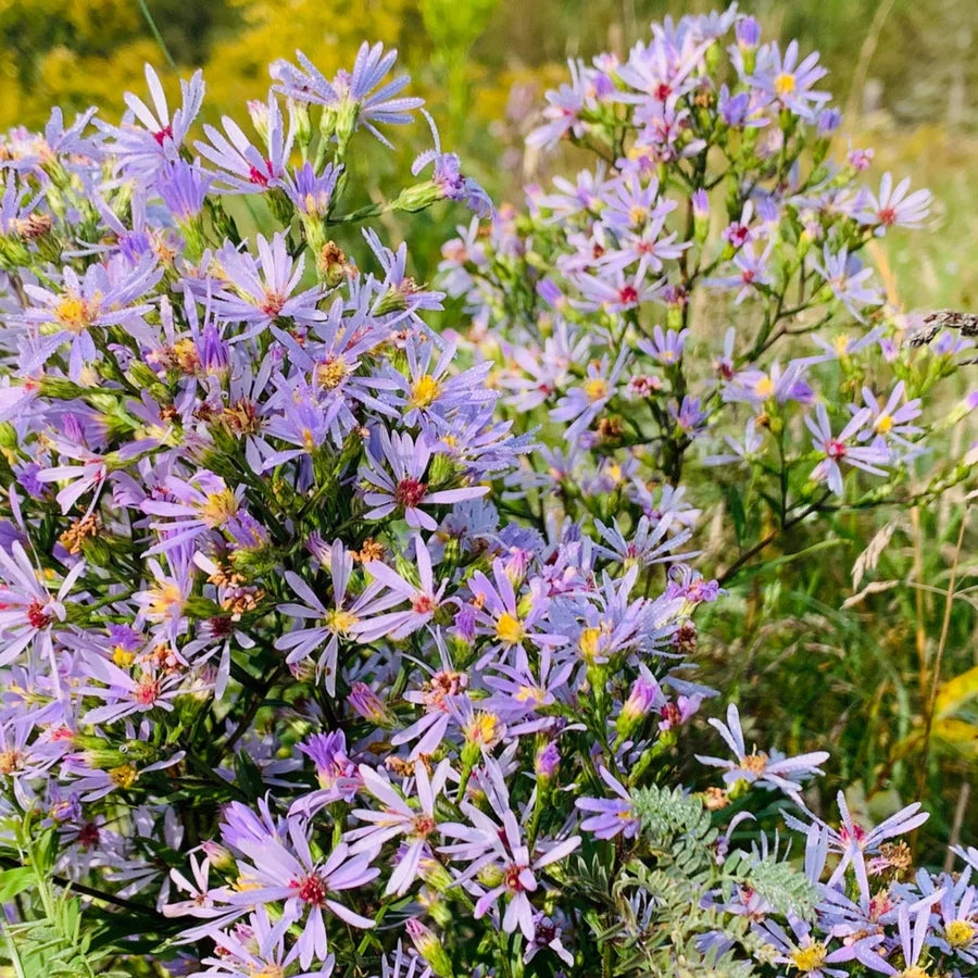 Pollinator Paradise Native Seed Collection 1