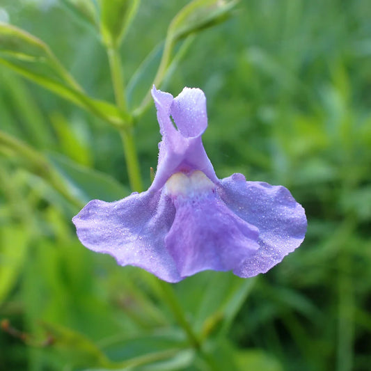Butterfly Meadow Native Seed Collection 1